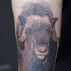 Ox