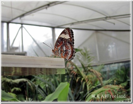 wildlife3
