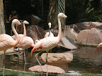 Flamingos at the flamingo habitat at the Flamingo.