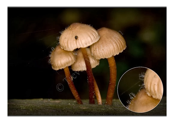 Mini Fungi 5