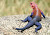 The Spiderman Lizard: Mwanza Flat Headed Agama