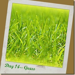 14.  Grass