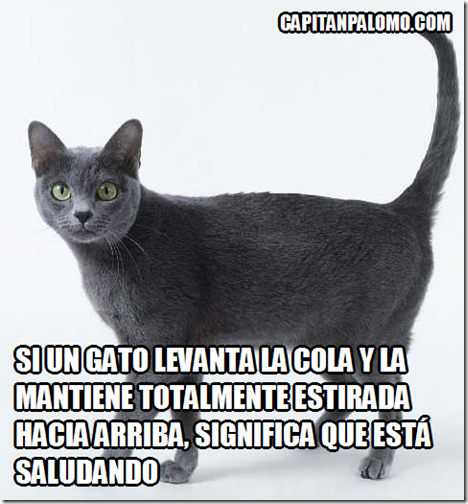 Si un gato levanta la cola y la mantiene totalmente estirada Si un gato levanta la cola y la mantiene totalmente estirada