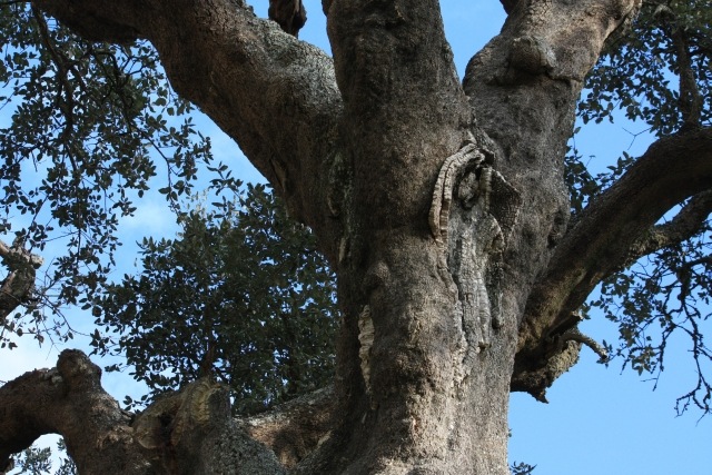 [%255B12%255D_Sobreiro%255B12%255D.jpg]