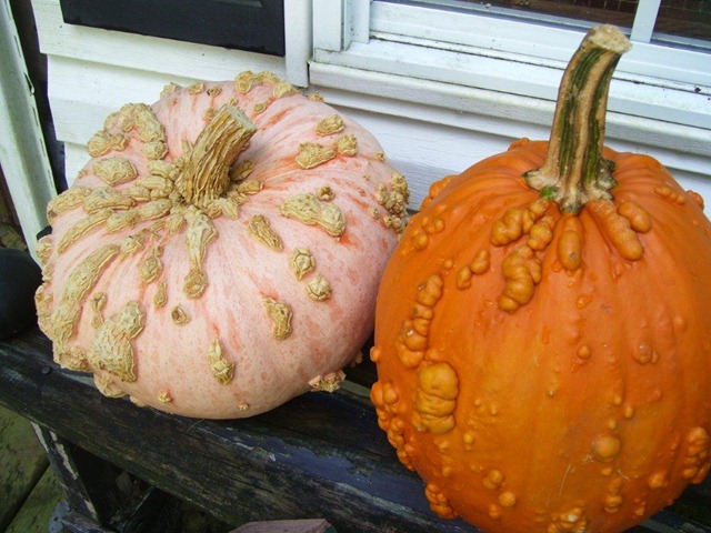 [warty%2520pumpkins%255B3%255D.jpg]