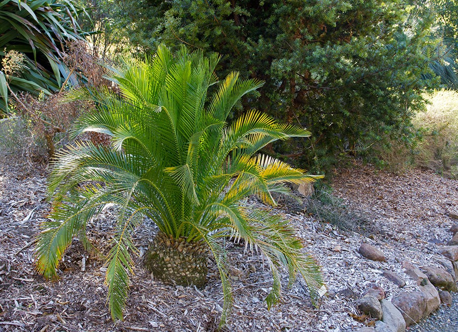 [111228_UCBG_Macrozamia-moorei_023.jpg]