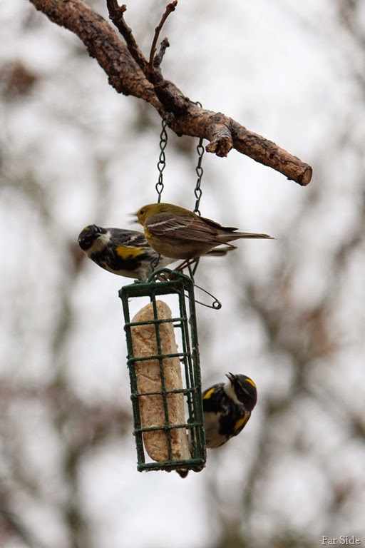 [Goldfinch%2520and%2520Warblers%255B8%255D.jpg]