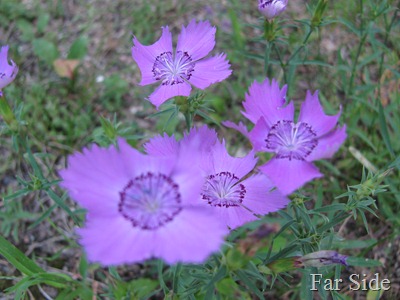 Dianthus partially out of focus