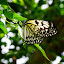 Papillon
