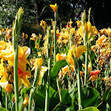 LA - Rose Garden