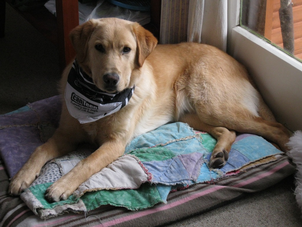 [knitting%25202%2520%2526%2520dog%2520022%255B3%255D.jpg]