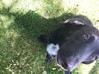 Dogs weren't he only critters we met...