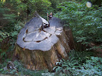 california_sequoia
