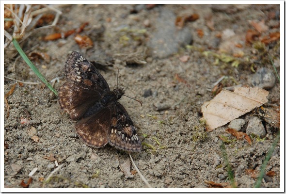 BUTTERFLY Duskywing