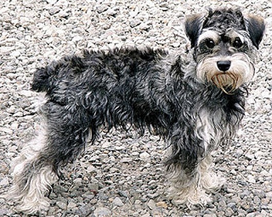 Schnoodle1
