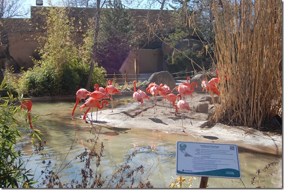 The Zoo, January 2012 071