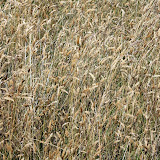 IMG_8272.JPG