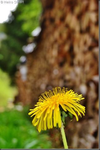 Frische Pusteblume 2 DSC_5265
