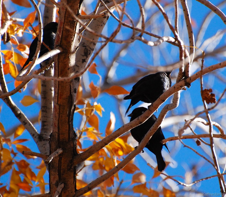 [5.%2520brown-headed%2520cowbirds-kab%255B5%255D.jpg]