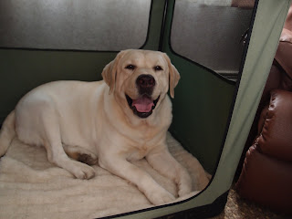 "Kramer"  Just chillin' in the motel before the St. Cloud Show,  Dec. 2011