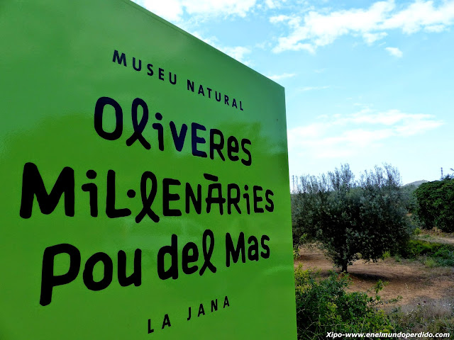 olivares-milenarios-pou-del-mas-la-jana-castellon.JPG