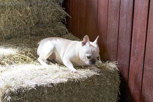 Francesca, these bales are bedding straw, used in the stalls. It's kind of comfy, but bedding straw doesn't taste so great to horses, so they aren't likely to eat it. Francesca, these bales are bedding straw, used in the stalls. It's kind of comfy, but bedding straw doesn't taste so great to horses, so they aren't likely to eat it.