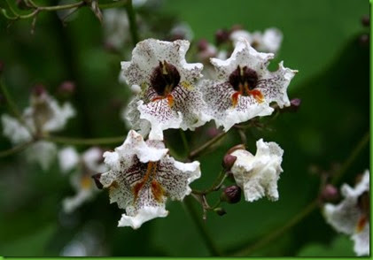 Catalpa ovata