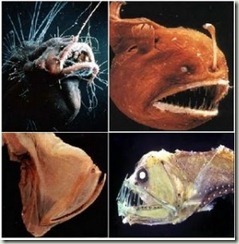 peixes-do-sistema-abissal-profundezas-dos-mares-294x300