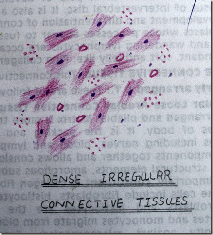 dense irregular connective tissue  high resolution histology diagram