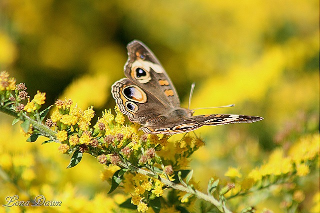 [FPC_Butterfly_CommonBuckeye3%255B9%255D.jpg]