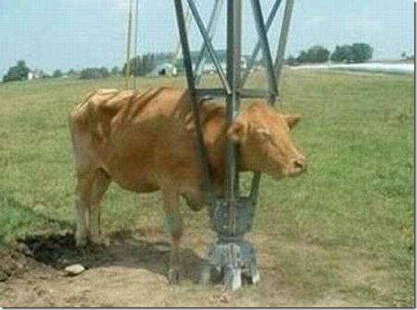 animales con problemas (8)