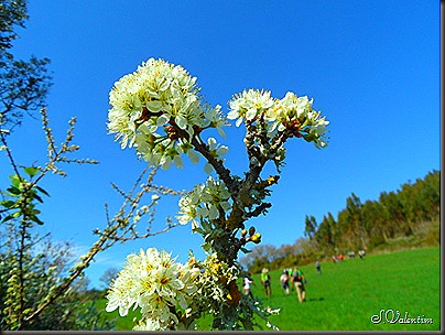 SAM_0247 SAM_0247