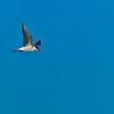wm-Tern(Common-[Chira])_G202389.jpg