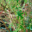 Goosefoot_Fetid_1.jpg