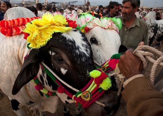 Pakistan Eid Al-Adha