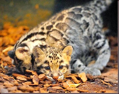 Amazing Animal Pictures Clouded Leopard (13)