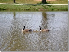 Goose family