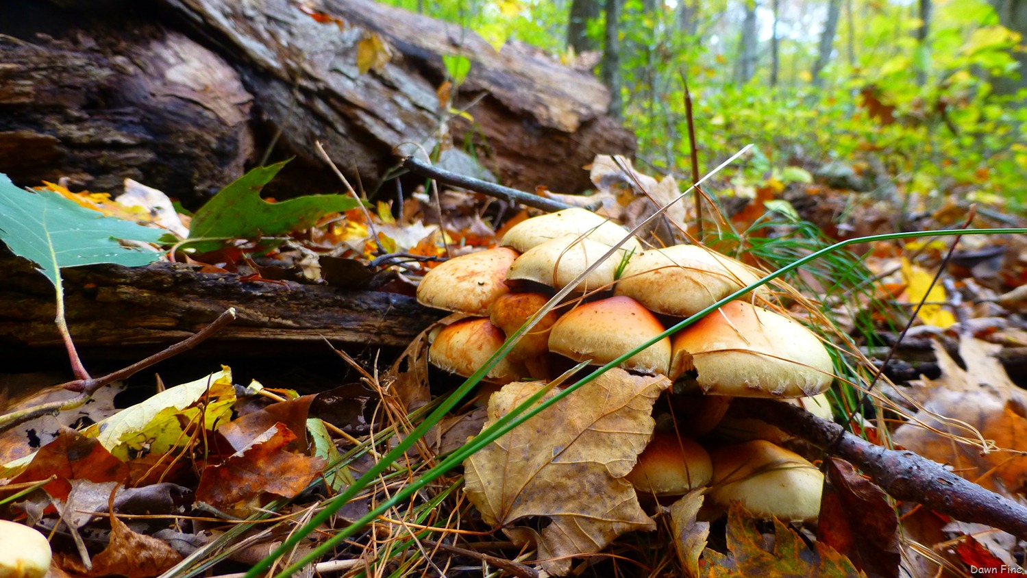 [mushrooms_0184.jpg]