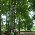 Silvia pflückt Muskatnüsse