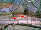 Bird-cage in Korkeasaari zoo Bird-cage in Korkeasaari zoo