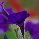 IMGP5932.jpg