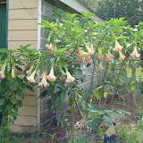Angel Trumpets.