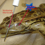 dissect01.jpg