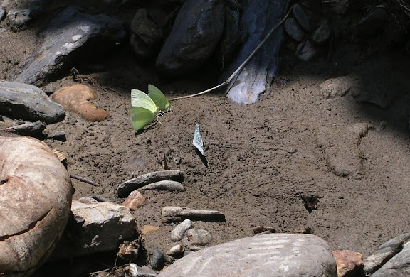Pieridae. À gauche : Aphrissa statira statira CRAMER, 1777, mâles. Au centre : Ascia monuste LINNAEUS, 1764, mâle. Rio Broncini (alt. : 600 m), à l'ouest de Caranavi (Bolivie), 18 janvier 2004. Photo : J. F. Christensen