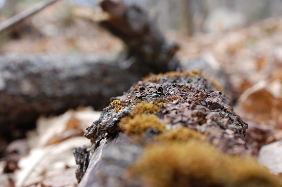 [Lichenscapes22.jpg]