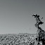 Flaming mountains - statue singet et montagnes
