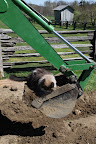 I'll just move the backhoe manually - or is that catually?