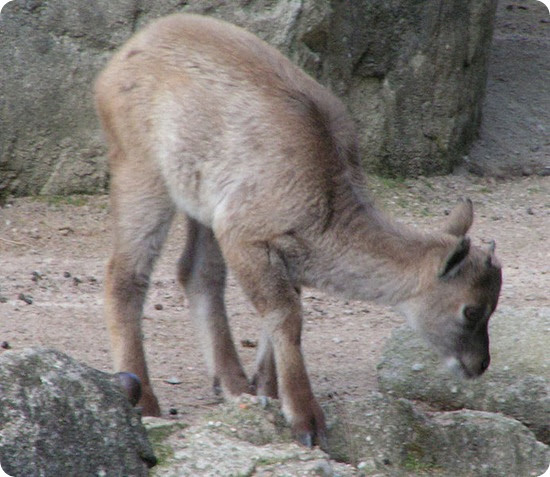 Tahr2 Tahr2