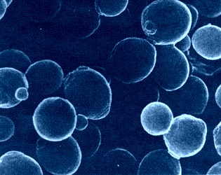 [microbioma%255B4%255D.jpg]