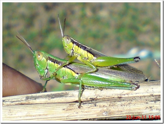 grasshopper mating